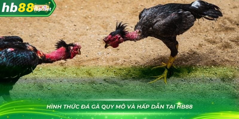 Nhiều hình thức đá gà quy mô và hấp dẫn tại HB88