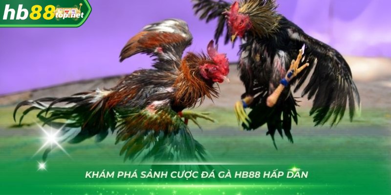 Trải nghiệm đá gà HB88 với nhiều ưu điểm nổi bật