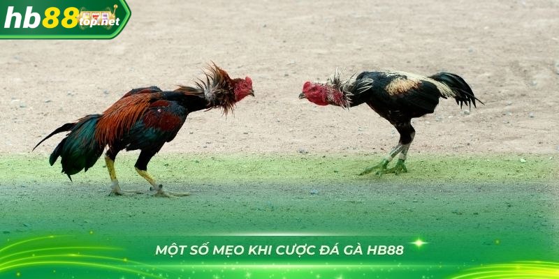 Một số mẹo khi cược đá gà HB88 bạn cần nắm