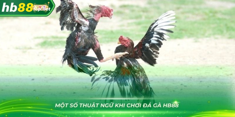 Một số thuật ngữ khi chơi đá gà HB88