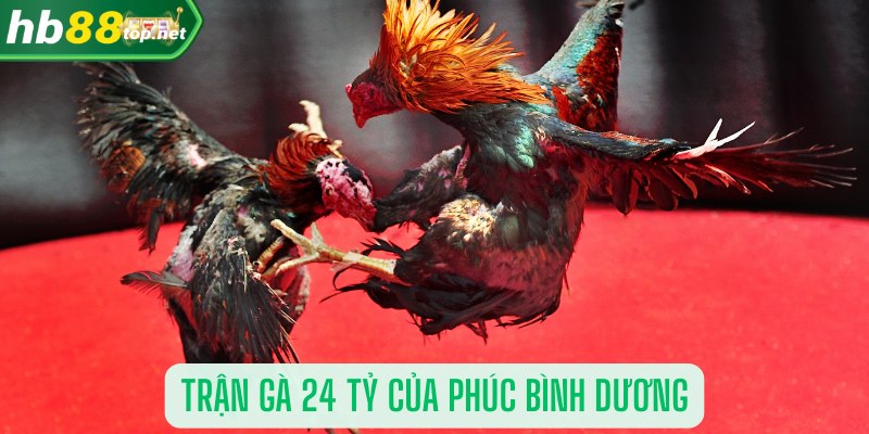 Thông tin chi tiết về trận gà 24 tỷ của Phúc Bình Dương